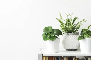 Enhancing Your Space With Indoor Plants
